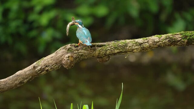 Common Kingfisher Whacking Fish on Branch and Flying Away Slow Motion 4K