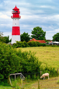 Falsh&ouml;ft lighthouse in Geltinger Birk with grazing sheep and coastal landscape.