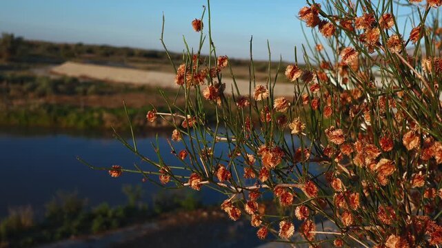 Saxaul Haloxylon Shrub Covered with Dry Seed-Bearing Flower Clusters in the Steppe
