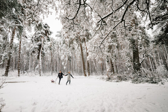 Happy family with child on sled walking among majestic snow-covered pines in winter forest. Parents holding hands, enjoying joint winter adventure in nature.