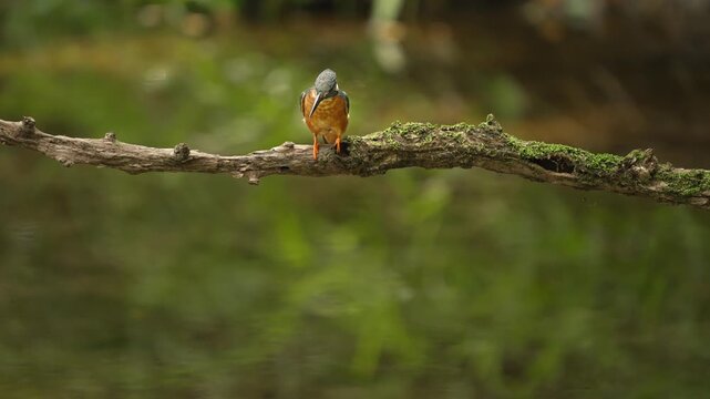 Common Kingfisher Hunting Eating Fish Preening and Flying Away 4K