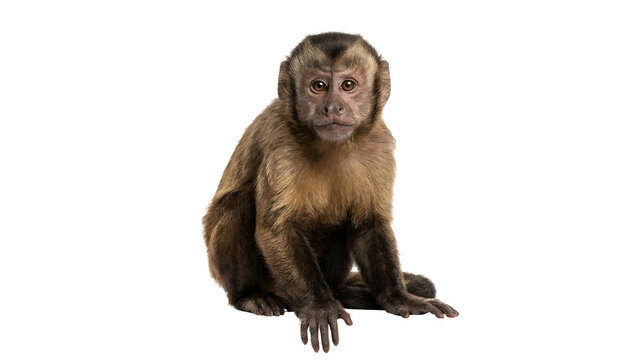 Brown Capuchin Monkey Sitting Studio Portrait