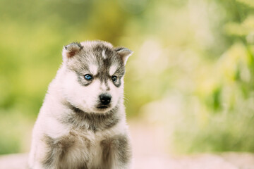 Four-week-old Husky Puppy Of White-gray Color. Close up Portrait © Great Brut Here