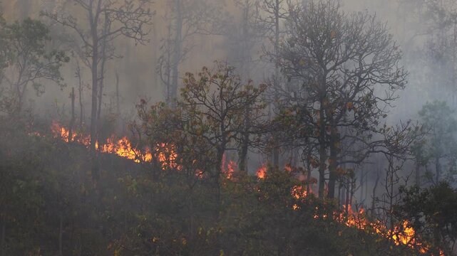 El Ni&ntilde;o climate event dries regions and increases wildfire ris
