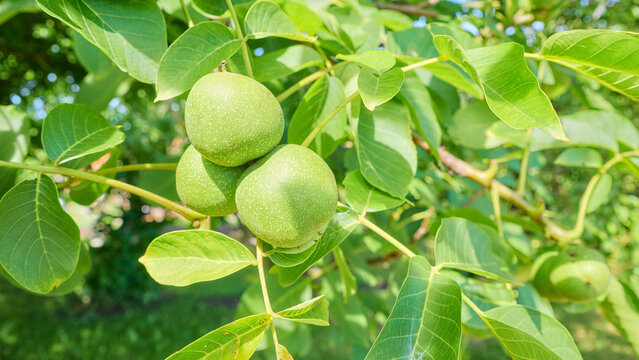 Green walnuts ripening on the tree, selective focus.