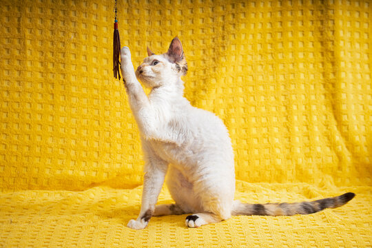 Devon Rex Kitten Kitty Playing With Feather Toy. Short-haired Cat Of English Breed On Yellow Plaid Background. Shorthair Pet Cat.