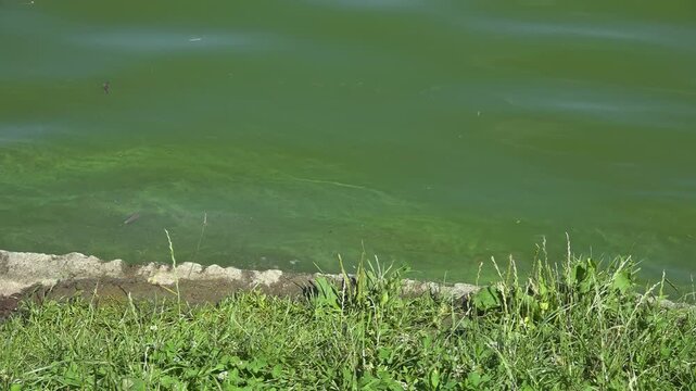River water pollution during hot summer periods. Adverse epidemiological conditions. Environmental and sanitary monitoring concept.