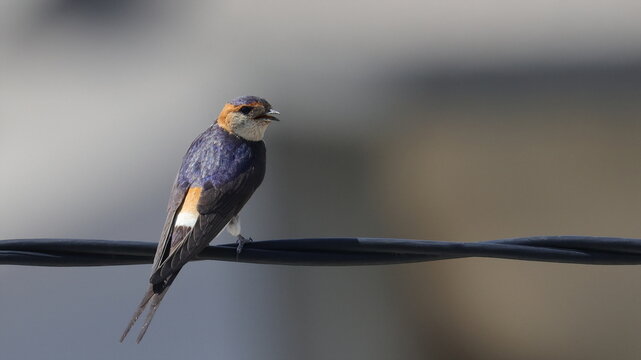 Red-rumped swallow on wire, Cecropis daurica, isolated on white, birds of Montenegro