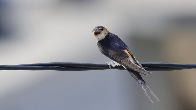 Red-rumped swallow on wire, Cecropis daurica, isolated on white, birds of Montenegro