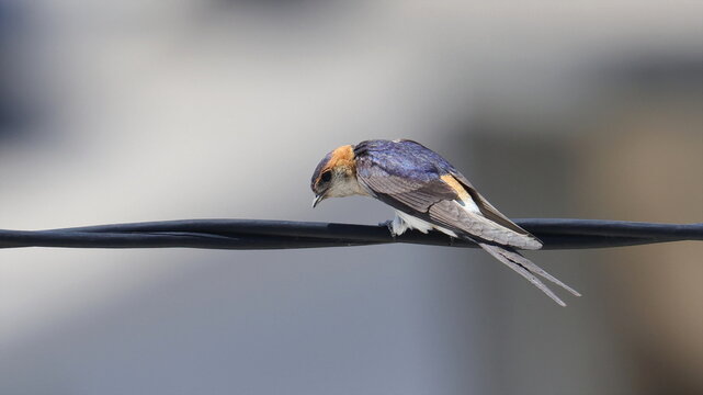 Red-rumped swallow on wire, Cecropis daurica, isolated on white, birds of Montenegro