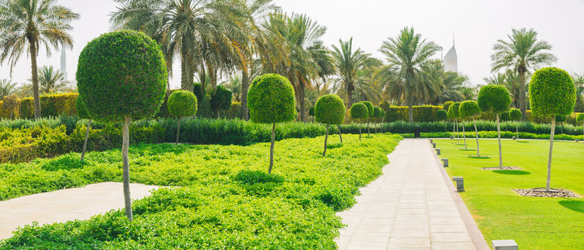 High quality photo. Walkway Lane Path With Green Decoration Trees And Palms In Garden. Beautiful Alley In Park. Pathway Way Through landscaped urban park in Dubai. Landscape design. Garden Landscaping