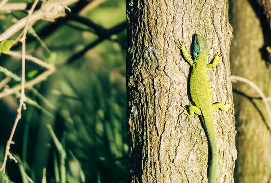 Green lizard sitting on a tree trunk in the wild forest