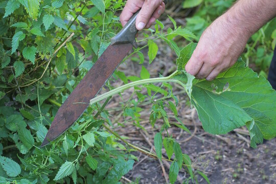 Hand of male worker with rusty brown iron big knife machete cutting green grass and vegetation outdoors in summer meadow