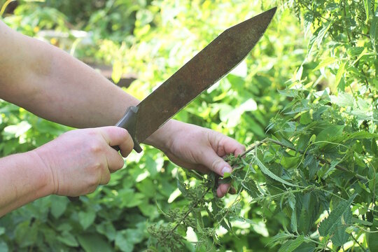Hand of male worker with rusty brown iron big knife machete cutting green grass and vegetation outdoors in summer meadow