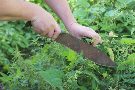 Hand of male worker with rusty brown iron big knife machete cutting green grass and vegetation outdoors in summer meadow