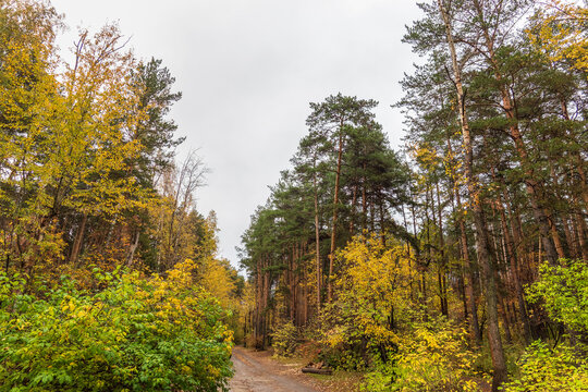 Trail with fallen leaves in an autumn pine forest or park.
