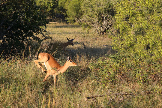 Schwarzfersenantilope / Impala / Aepyceros melampus