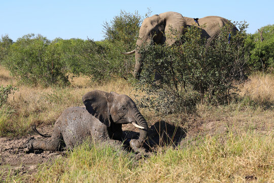 Afrikanischer Elefant im Schlamm / African elephant in the mud / Loxodonta africana