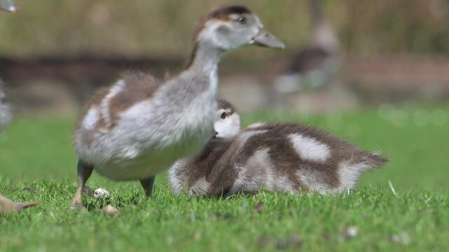 Egyptian Goose (Alopochen aegyptiaca) young goslings in closeup, running away together. June, Kent, UK [Slow motion x4]