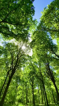 Warm sunlight shining through green canopy soaring forest trees