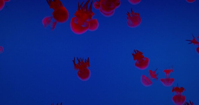 Group Swimming Jellyfish In Ocean Aquarium. Diverse Underwater World. Mesmerizing Swimming Of Jellyfish. Ocean Animal, Aquatic Life