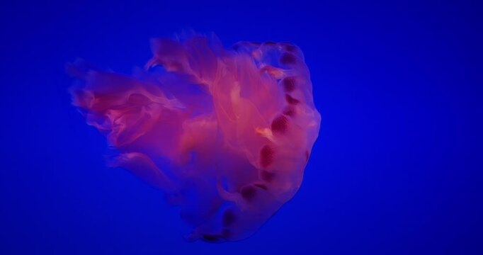 Young Jellyfish On Blue Background close up view. Japanese Sea Nettle Or Chrysaora Pacifica In Family Pelagiidae. Dangerous Jellyfish To Humans. Mesmerizing Swimming Of Jellyfish. Ocean Animal