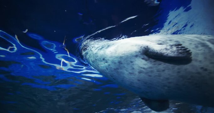 Common Seal Slow Swimming Underwater Bottom View. Amazing Harbor Seal, Common Marine Mammal From Pacific And Atlantic Coast. Marine Life. Harbor Seal Or Phoca Vitulina. Ocean Animal, Aquatic Life
