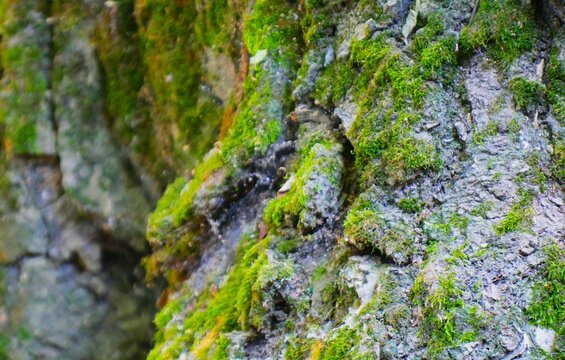 The bark of a tree trunk covered with green moss in the wood, green moss background