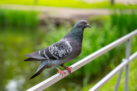A gray pigeon with iridescent neck feathers stands on a white metal railing beside a green pond in a park, its red eye and feet in sharp focus