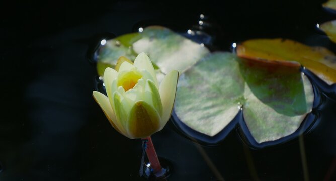 Yellow waterlily flower floating with open petals and leaves on shiny dark background, exotic water flower