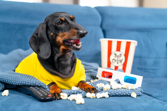 A black and tan dachshund dog in a yellow shirt sits on a blue couch beside a striped popcorn box, red and blue anaglyph glasses and a remote, a home cinema entertainment concept.
