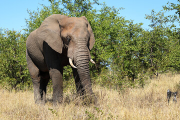 Fototapeta premium Afrikanischer Elefant / African elephant / Loxodonta africana