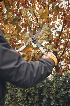 Gardener using pruning shears, taking care of hedge and plants.