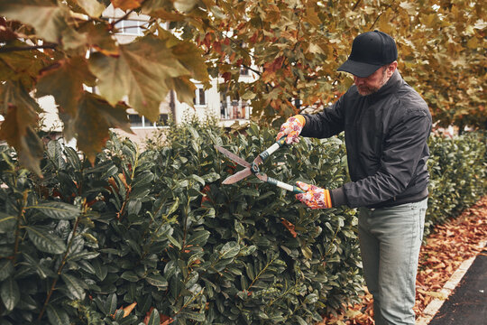 Gardener using pruning shears, taking care of hedge and plants.