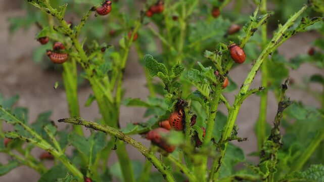 Colorado Potato Beetle Larvae (Leptinotarsa decemlineata) Feeding on Potato Plants

