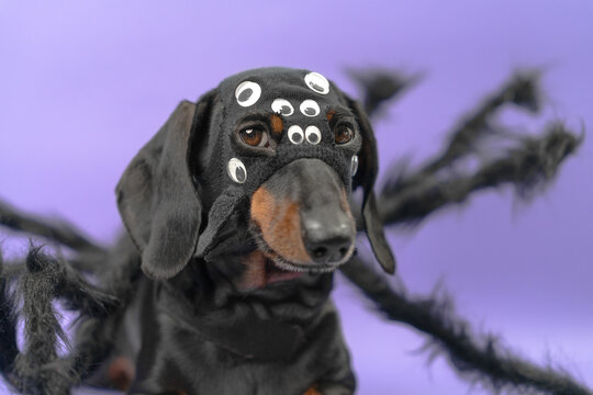 A black and tan dachshund dog wears a spider costume with many plastic googly eyes and furry legs on a purple background, a playful creepy crawly Halloween disguise.