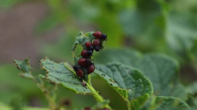 Young Colorado Potato Beetle Larvae (Leptinotarsa decemlineata) on Potato Foliage
