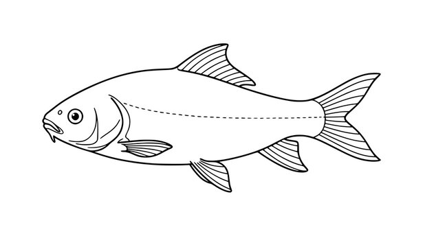 Rohu Fish Outline Vector Illustration Isolated on White Background