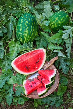 Watermelon