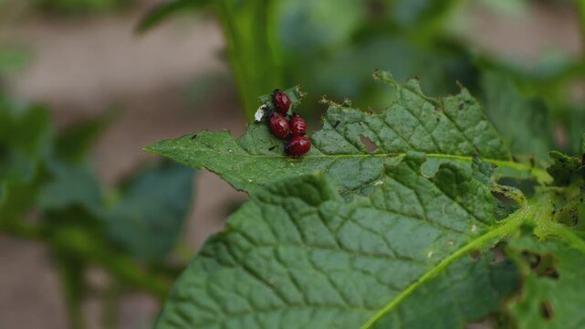 Young Colorado Potato Beetle Larvae (Leptinotarsa decemlineata) on Potato Foliage
