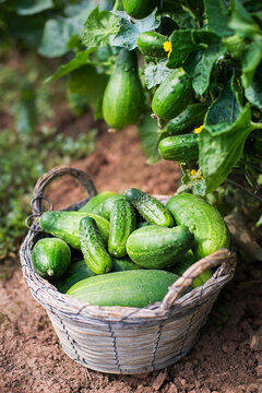 Cucumber harvest