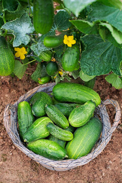 Cucumber harvest