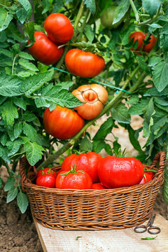 Red tomato