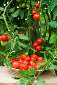 Cherry tomato