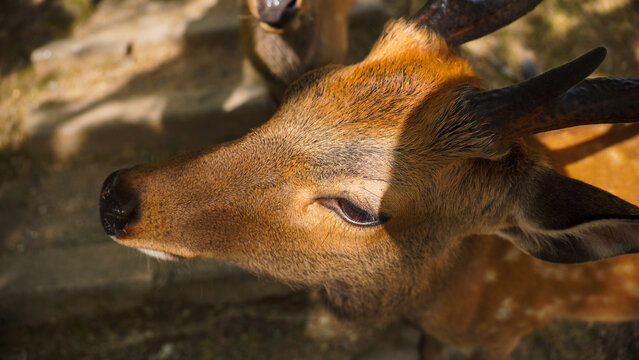 close up of a deer