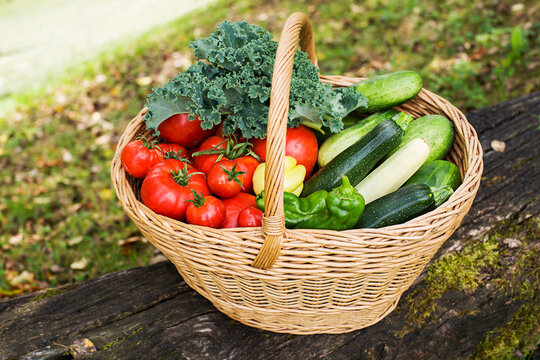 Vegetables basket harvest