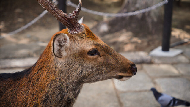 portrait of a deer