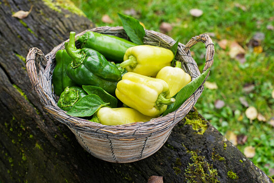 Pepper harvest