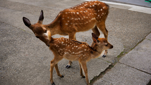 fallow deer in the woods