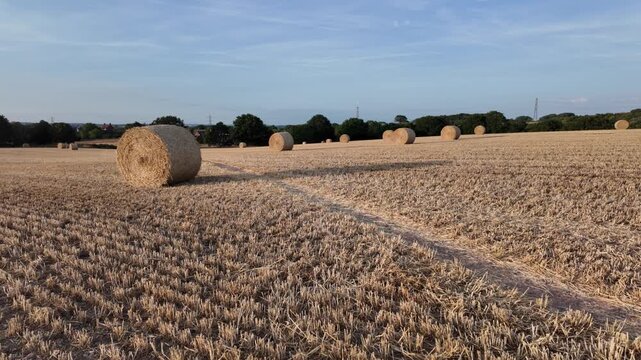 Golden hay bales dot wide harvested field. Blue sky stretches above golden field. Sunlight glints off hay bales in quiet field. Field ready for storage or transport